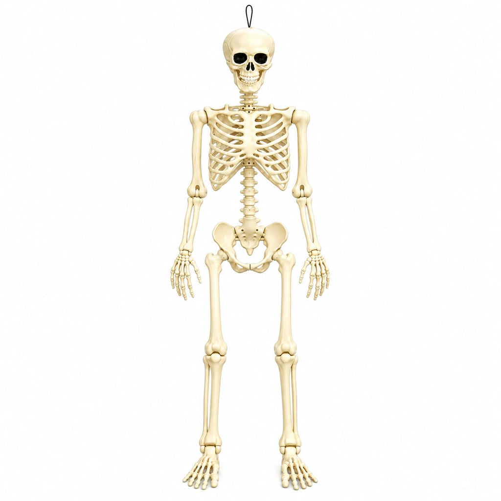 Posable Halloween Skeleton B691