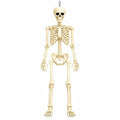 Posable Halloween Skeleton B691