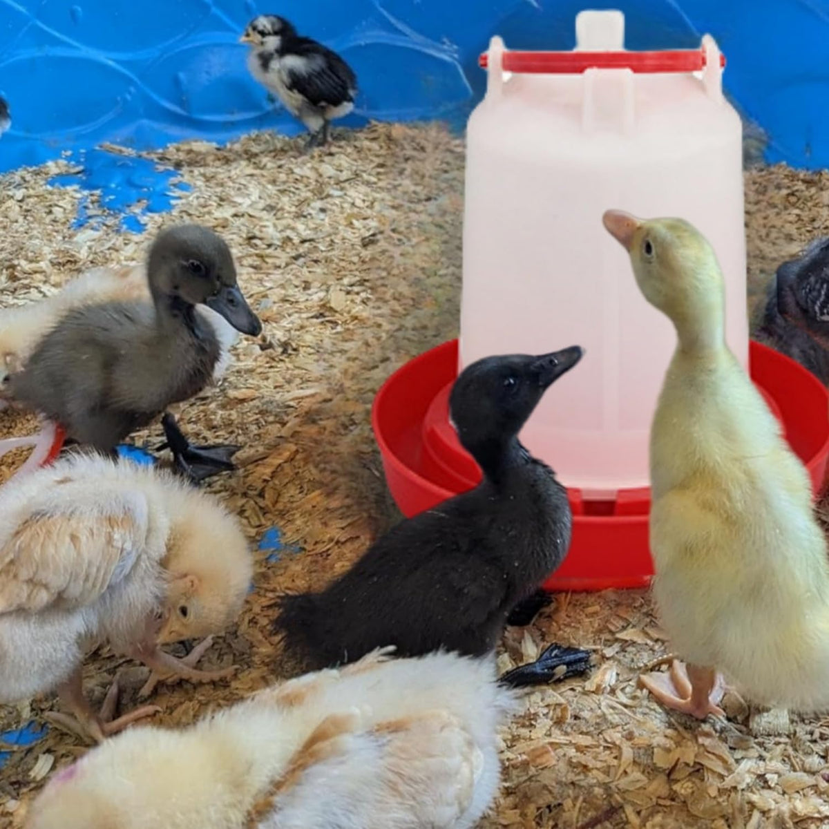 4 Pack 1 L Plastic Poultry Waterer A768